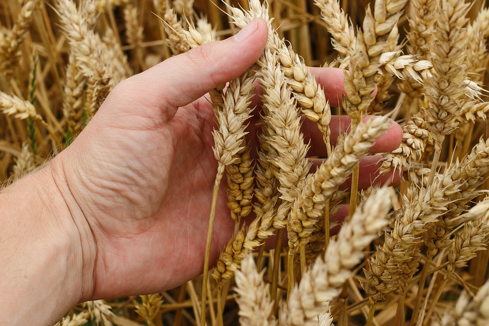 wheat harvest