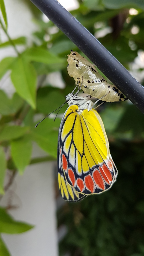 Emerging butterfly
