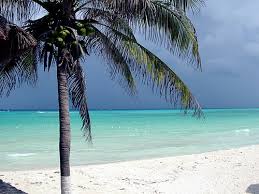 Palm tree on island