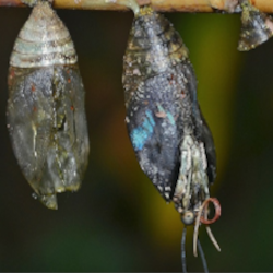 A butterfly emerges from its chrysalis.